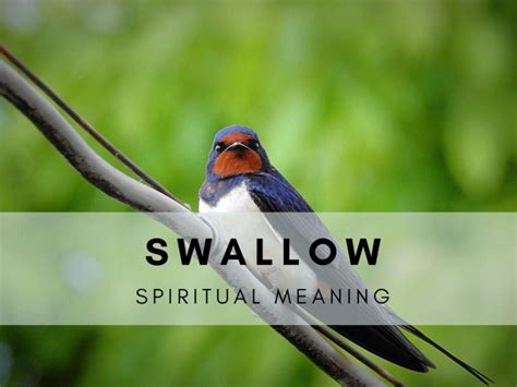 swallows traduccion|swallow significado.